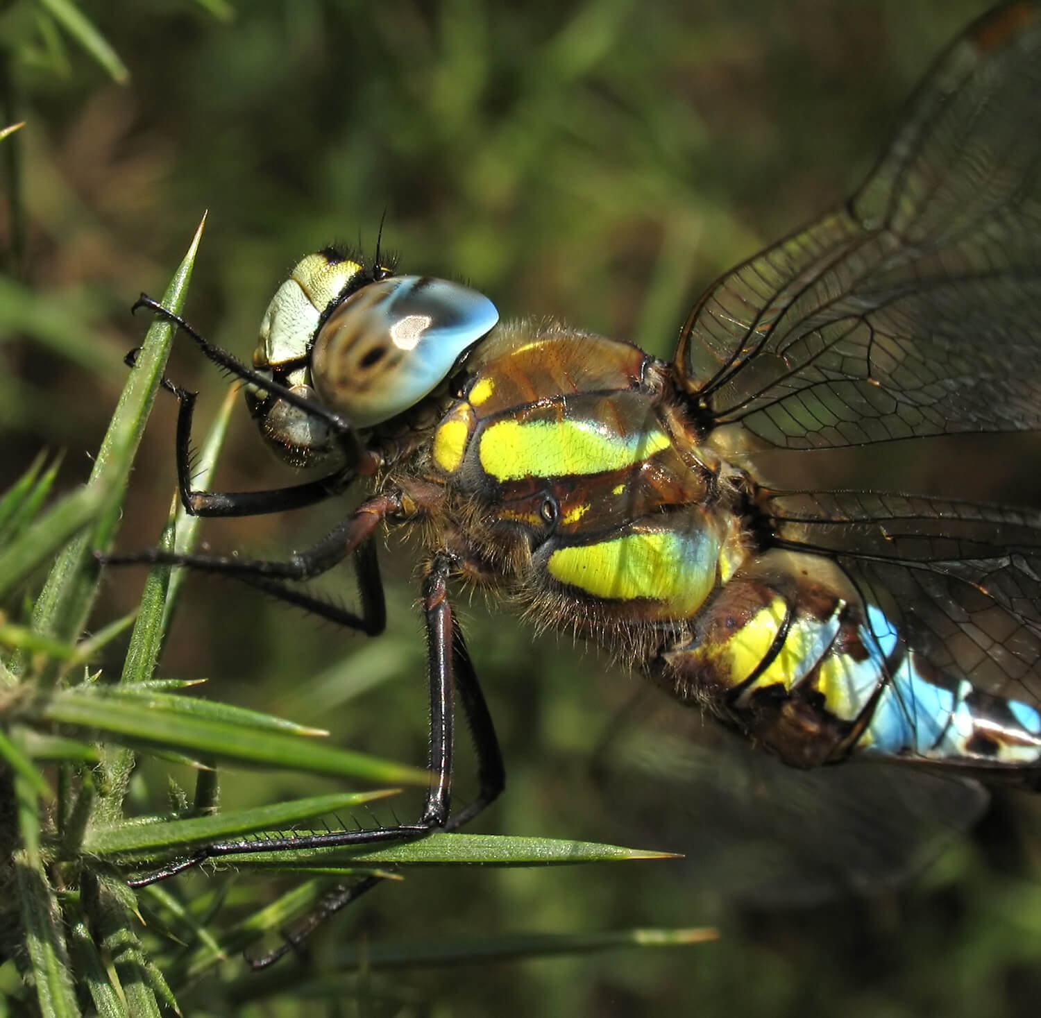 Male Aeshna mixta (Side View) by David Kitching